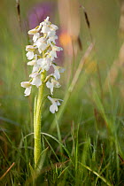 Green-winged orchid (Anacamptis morio var. alba) white colour morph in flower, Ashton Court, North Somerset, UK, May.
