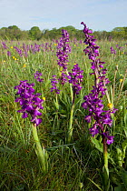 Green-winged orchids (Anacamptis morio) flowering in meadow, Ashton Court, North Somerset, UK, May.