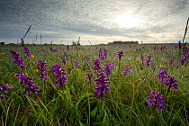 Green-winged orchids (Anacamptis morio) flowering in meadow, Ashton Court, North Somerset, UK, May.