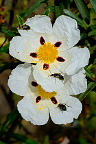 Beetle (Heliotaurus ruficollis) on  Rockrose (Cistus ladanifer) flowers, Extremadura, Spain, April.