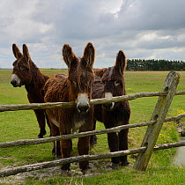 Poitou donkeys in field, looking over fence, Vendee, France, May.