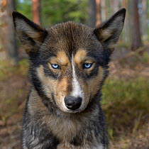 Husky portrait, Hossa Finland.