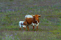 Cow with calf in pasture, Alentejo, Portugal, April.