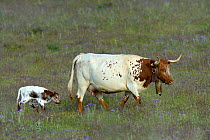 Cow with calf in pasture, Alentejo, Portugal, April.