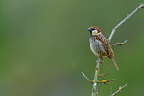 Spanish sparrow (Passer hispaniolensis) perched on branch, Spain, April.