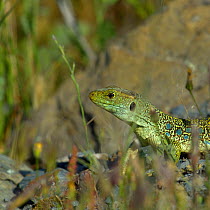 Ocellated lizard (Timon lepidus) Extremadura, Spain, April