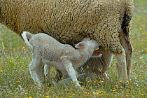 Lamb suckling in spring, Extremadura, Spain, April.