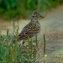 Crested lark (Galerida cristata) on ground with insect prey, Alentejo, Portugal, April.