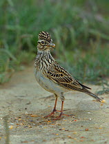 Crested lark (Galerida cristata) on ground with insect prey, Alentejo, Portugal, April.