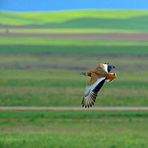 Great bustard (Otis tarda) in flight, Extremadura, Spain, April.