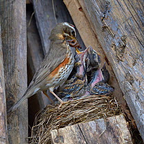 Redwing (Turdus iliacus) feeding chicks earthworms in the nest, Finland, April.