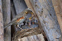 Redwing (Turdus iliacus) feeding chicks an earthworm in the nest, Finland, April.