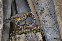 Redwing (Turdus iliacus) removing faecal sac from nest, Finland, April.