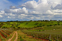 Country track with vineyards, Extremadura, Spain, April 2015.