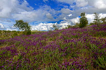 Landscape with wild Spanish lavender (Lavandula stoechas) Extremadura, Spain. April 2015.