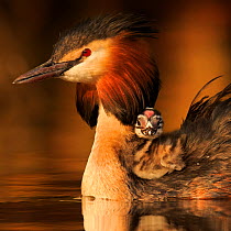 Great crested grebe (Podiceps cristatus cristatus) with young chick on back, Cardiff, UK, April.