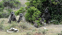 Family group of Chacma baboons (Papio hamadryas ursinus), with juveniles suckling and playing, De Hoop Nature Reserve, Western Cape, South Africa, December.