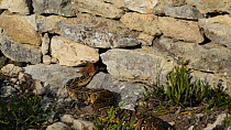 Puff adder (Bitis arietans) entering a hole in a wall, De Hoop Nature Reserve, Western Cape, South Africa, September.