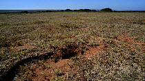 Cape cobra (Naja nivea) entering a Cape gerbil (Gerbilliscus afra) burrow, hunting, De Hoop Nature Reserve, Western Cape, South Africa, October.
