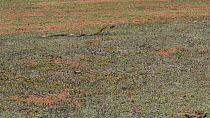 Cape cobra (Naja nivea) hunting, chasing a Cape gerbil (Gerbilliscus afra), De Hoop Nature Reserve, Western Cape, South Africa, December.