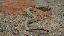 Cape cobra (Naja nivea) emerging from a Cape gerbil (Gerbilliscus afra) burrow, hunting and smelling with its tongue, De Hoop Nature Reserve, Western Cape, South Africa, January.