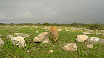 Timelapse clip of Yellow mongooses (Cynictis penicillata) running towards the camera, De Hoop Nature Reserve, Western Cape, South Africa, July.