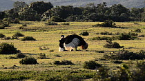 Male Ostrich (Struthio camelus) displaying, De Hoop Nature Reserve, Western Cape, South Africa, October.