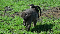 Female Chacma baboon (Papio hamadryas ursinus) feeding on grass, with a baby on its back, De Hoop Nature Reserve, Western Cape, South Africa, April.
