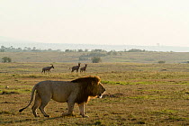 Lion (Panthera leo) male roaring, with Topi (Damaliscus korrigum) in the background, Masai Mara Game Reserve,  Kenya.