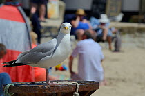 Adult Herring gull (Larus argentatus) perched on post at beach, looking at camera, St.Ives, Cornwall, UK, June.