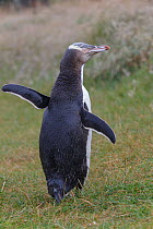 RF- Yellow-eyed Penguin (Megadyptes antipodes) standing in the rain with flippers out stretched. Katiki Point, Moeraki, Otago, New Zealand. January.  Endangered species. (This image may be licensed ei...
