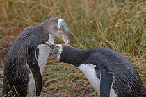 RF- Two Yellow eyed penguins (Megadyptes antipodes) mutual preening.  Katiki Point, Moeraki, Otago, New Zealand. January. Endangered species. (This image may be licensed either as rights managed or ro...