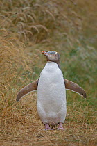 Yellow-eyed penguin (Megadyptes antipodes) standing in the rain with flippers out stretched. Endangered species. Katiki Point, Moeraki, Otago, New Zealand. January.