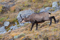 Male Chamois (Rupicapra rupicapra) posturing with hair raised along its back. Lauson's Valley, Gran Paradiso National Park, Italy, September.