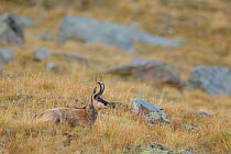 Male Chamois (Rupicapra rupicapra) lying down. Lauson's Valley, Gran Paradiso National Park, Italy, September.