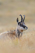 Male Chamois (Rupicapra rupicapra) lying down. Lauson's Valley, Gran Paradiso National Park, Italy, September.