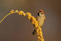 RF- Eurasian tree sparrow (Passer montanus)  feeding on Millet grain / seed head. Southern Norway. December. (This image may be licensed either as rights managed or royalty free.)