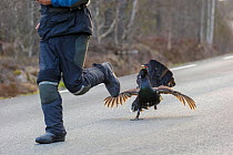 Capercaillie (Tetrao urogallus) male displaying and chasing person on road. Southern Norway. May.