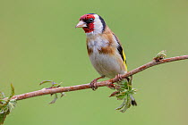 Male Goldfinch (Carduelis carduelis) perched on raspberry cane (Rubus spp.). Southern Norway, May.