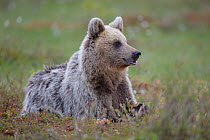 European brown bear (Ursus arctos arctos) lying down in forest clearing. Kajaani, Finland. June.