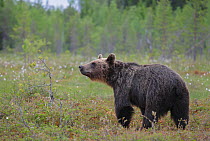 European brown bear (Ursus arctos arctos) standing in forest clearing. Kajaani, Finland. June.