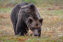 Large male European brown bear (Ursus arctos arctos) feeding in forest clearing. Kajaani, Finland. June.
