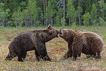 RF- Two male European brown bears (Ursus arctos arctos) fighting  in forest clearing. Kajaani, Finland. June. (This image may be licensed either as rights managed or royalty free.)