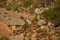 Eurasian Griffon vulture, Gyps fulvus, at wildlife watching and vulture feeding site, Pre-Pyrenees, Catalonia, Spain