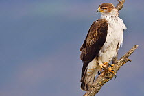 Bonelli's eagle or Eurasian hawk-eagle, Hieraetus fasciatus or Aquila fasciata, picture taken from hide, at a feeding station for conservation purposes, utillizing live domestic pigeons caught as pest...