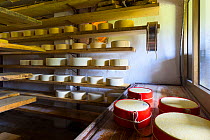 Cheese maturing on shelves in traditional dairy, Triglav National Park, Slovenia, October 2014.
