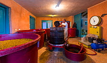 Man making wine in Branco Cotar Winery, Green Karst, Slovenia, October 2014.