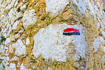Red and black hiking trail marker on stone wall, Triglav National Park, Slovenia, October 2014.