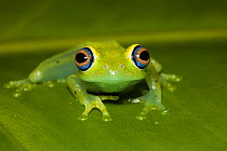 Green bright-eyed frog (Boophis viridis) Andasibe, Madagascar.