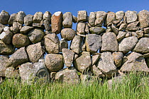Wall of granite boulders, Isle of Mull, Hebrides, Scotland, UK, June.